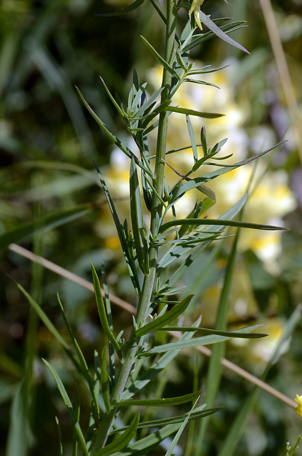 Linaria vulgaris
